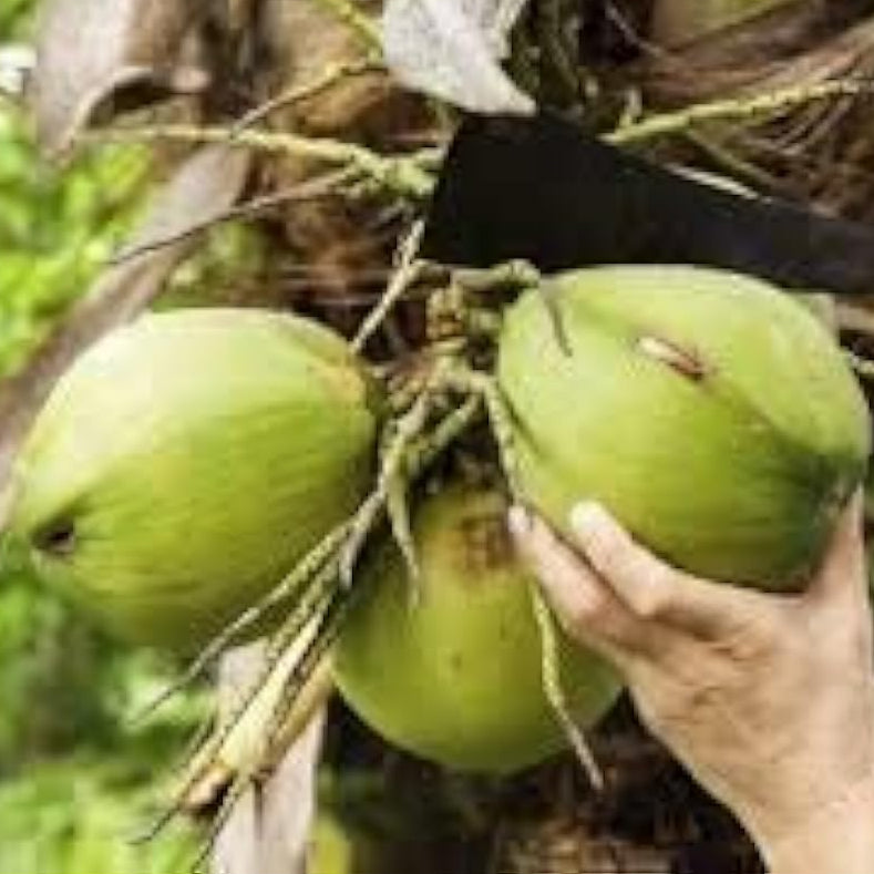 Coconut Tree Seeds – Green – Up to 50%