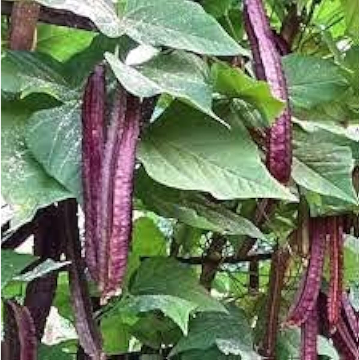 Purple Winged Bean Seeds up to 50%