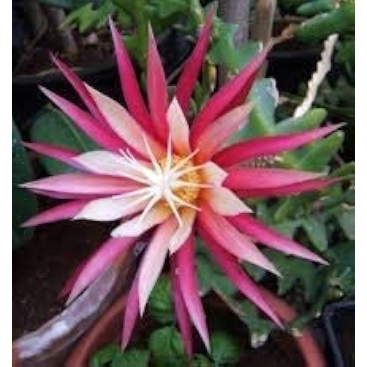 Fishbone Cactus Seeds up to 50%