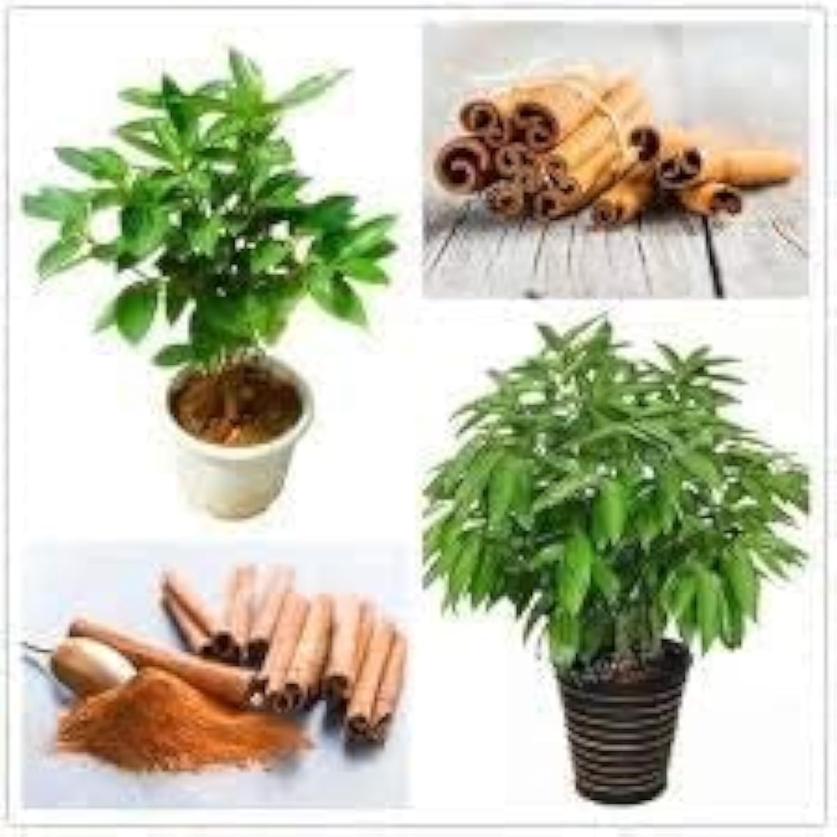 Cinnamon Tree Seeds – Up to 50%