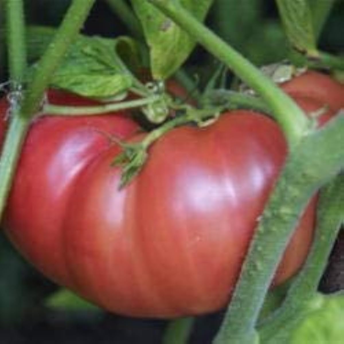 Giant Yellow Tomato Seeds Up to 50% Off