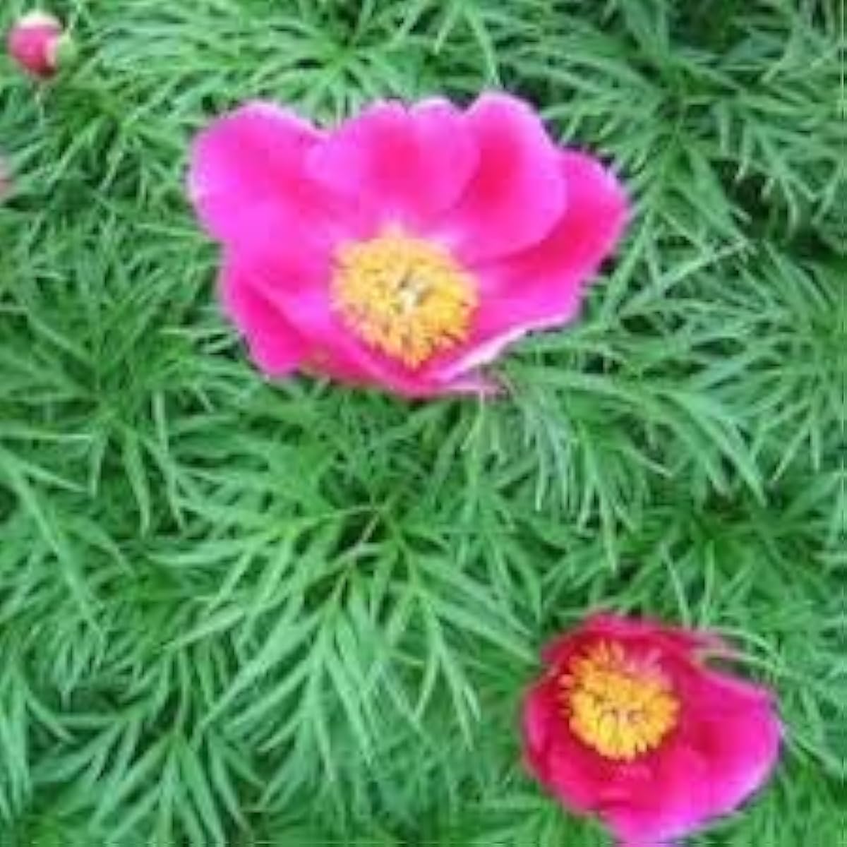 Cosmos Flower Seeds Up to 50% Off
