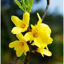 Forsythia Seeds