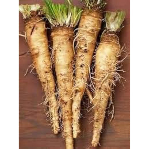 Russian Horseradish Seeds - White