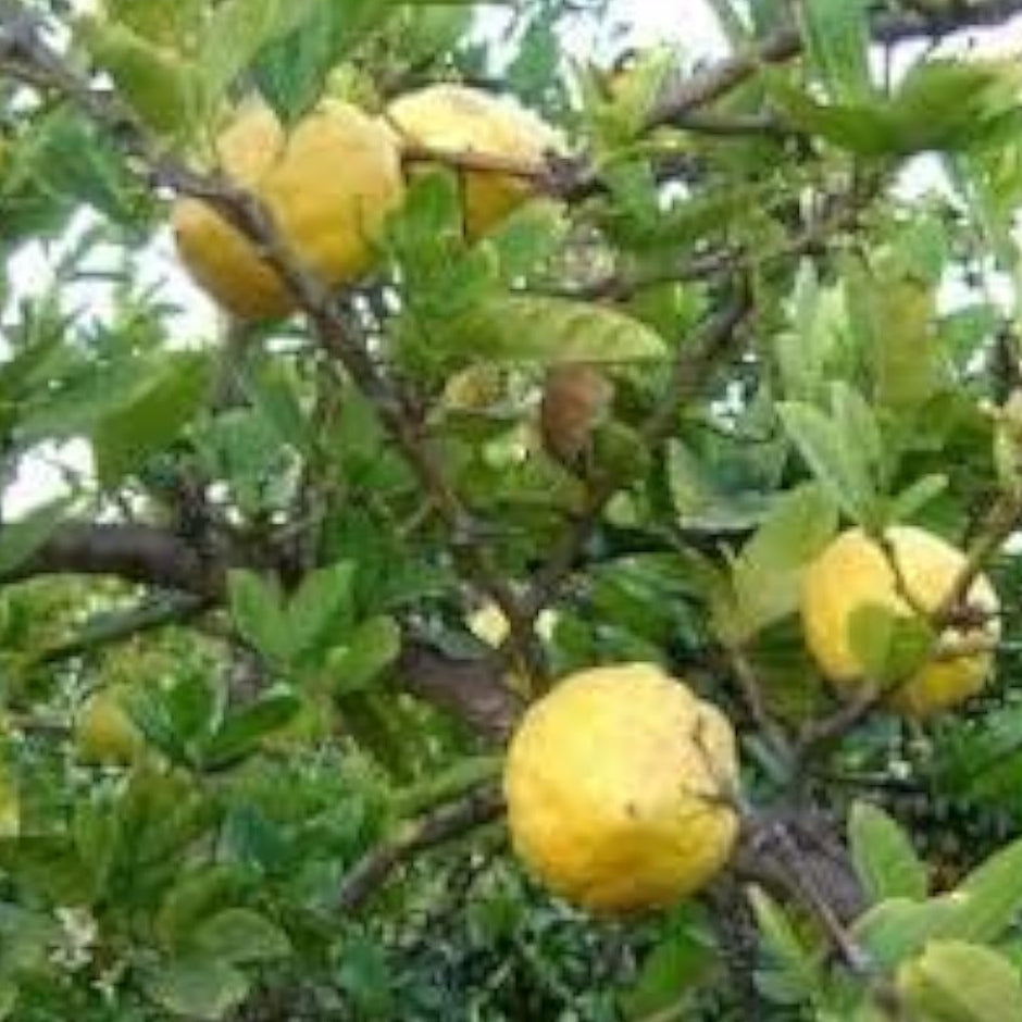 Citron Etrog Plant Seeds up to 50%