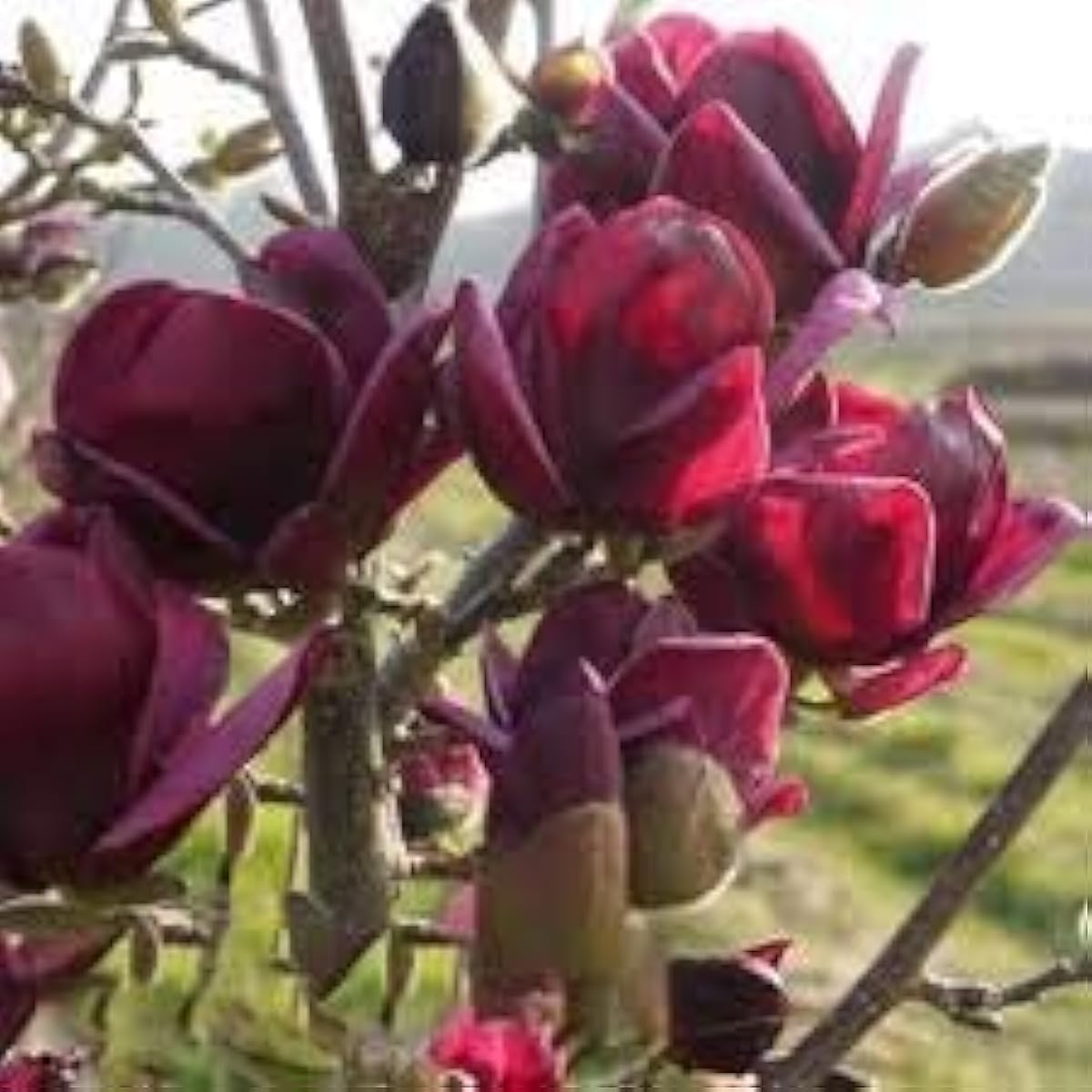 Deep Purple Magnolia Seeds up to 50%