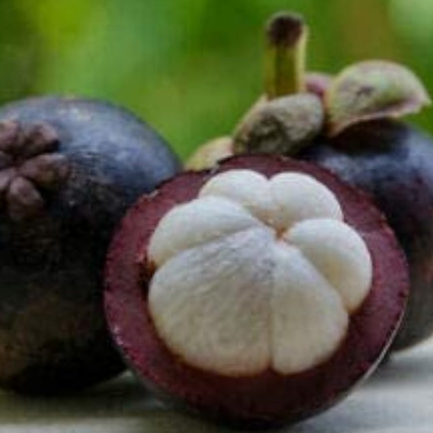 Mangosteen Tree Seeds up to 50%