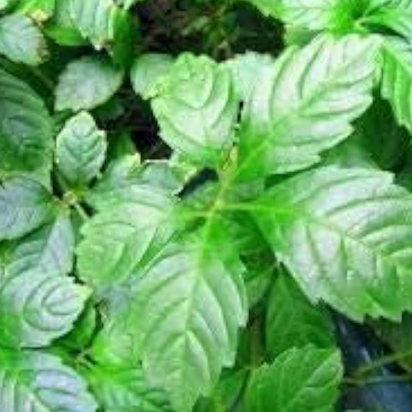 Jiaogulan Herb Seeds Up to 50% Off