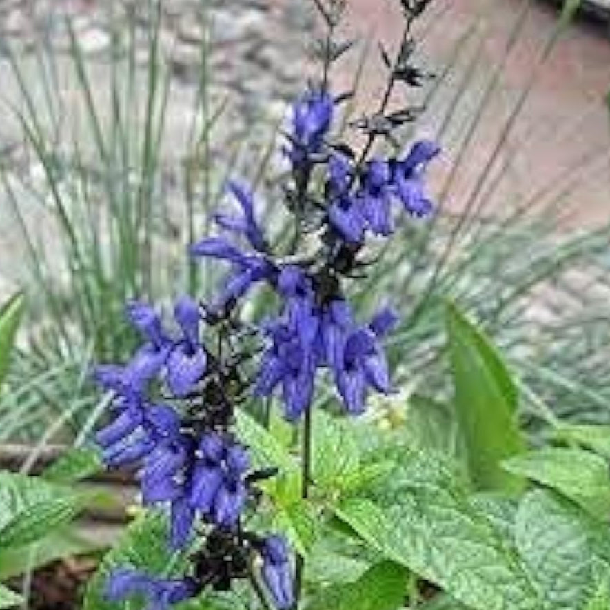 Black Blue Salvia Seeds Up to 50% Off