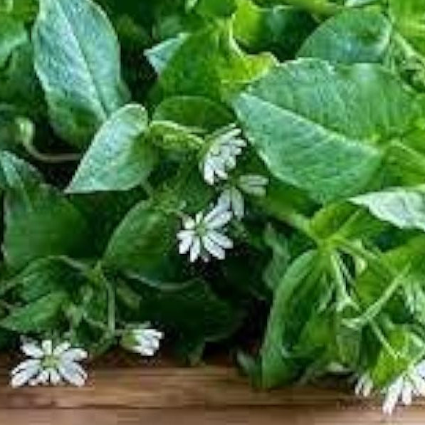 Chickweed Flower Seeds Up to 50% Off
