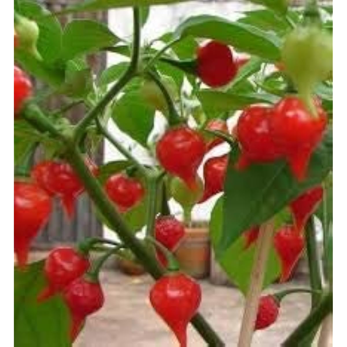 Sweety Drops Pepper Seeds Up to 50% Off