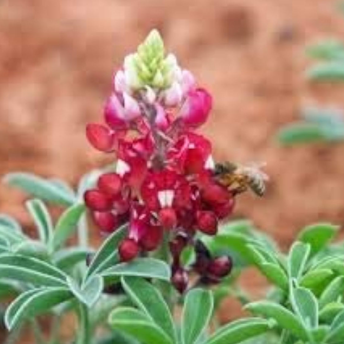 Texas Maroon Bluebonnet Seeds up to 50%