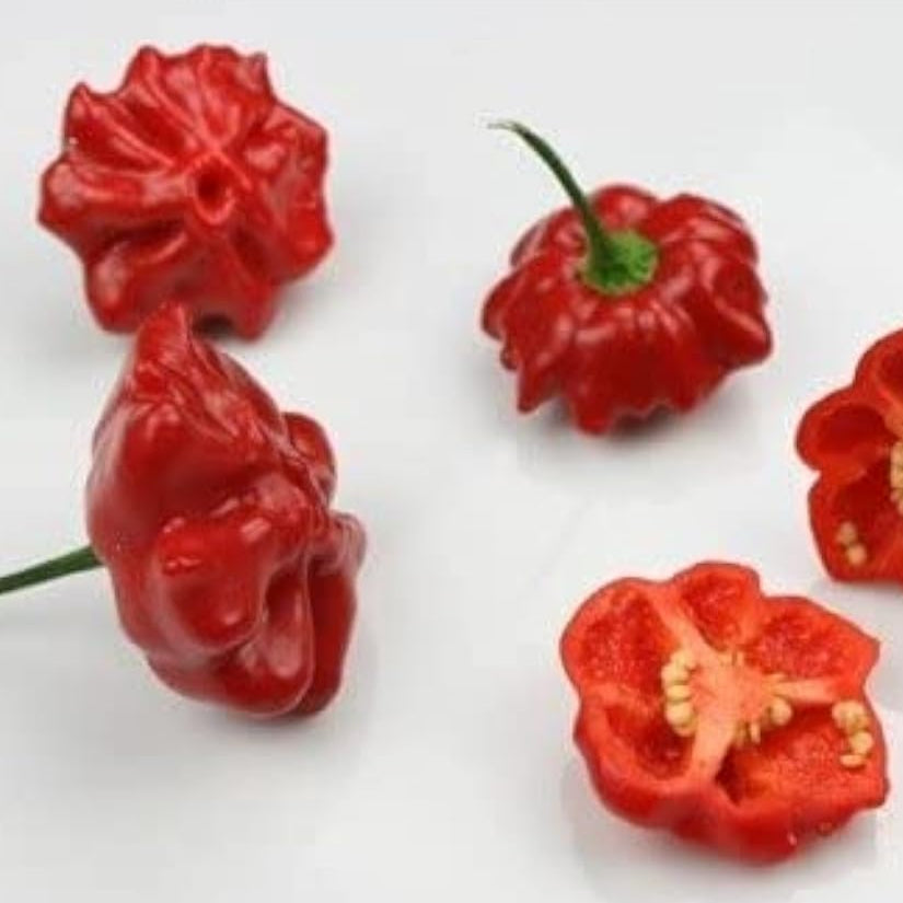 Aji Brazilian Starfish Hot Pepper Seeds– Up to 50%