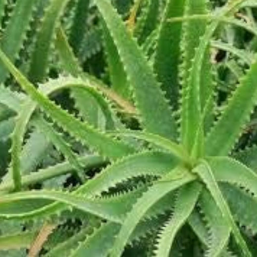 Aloe Vera Seeds