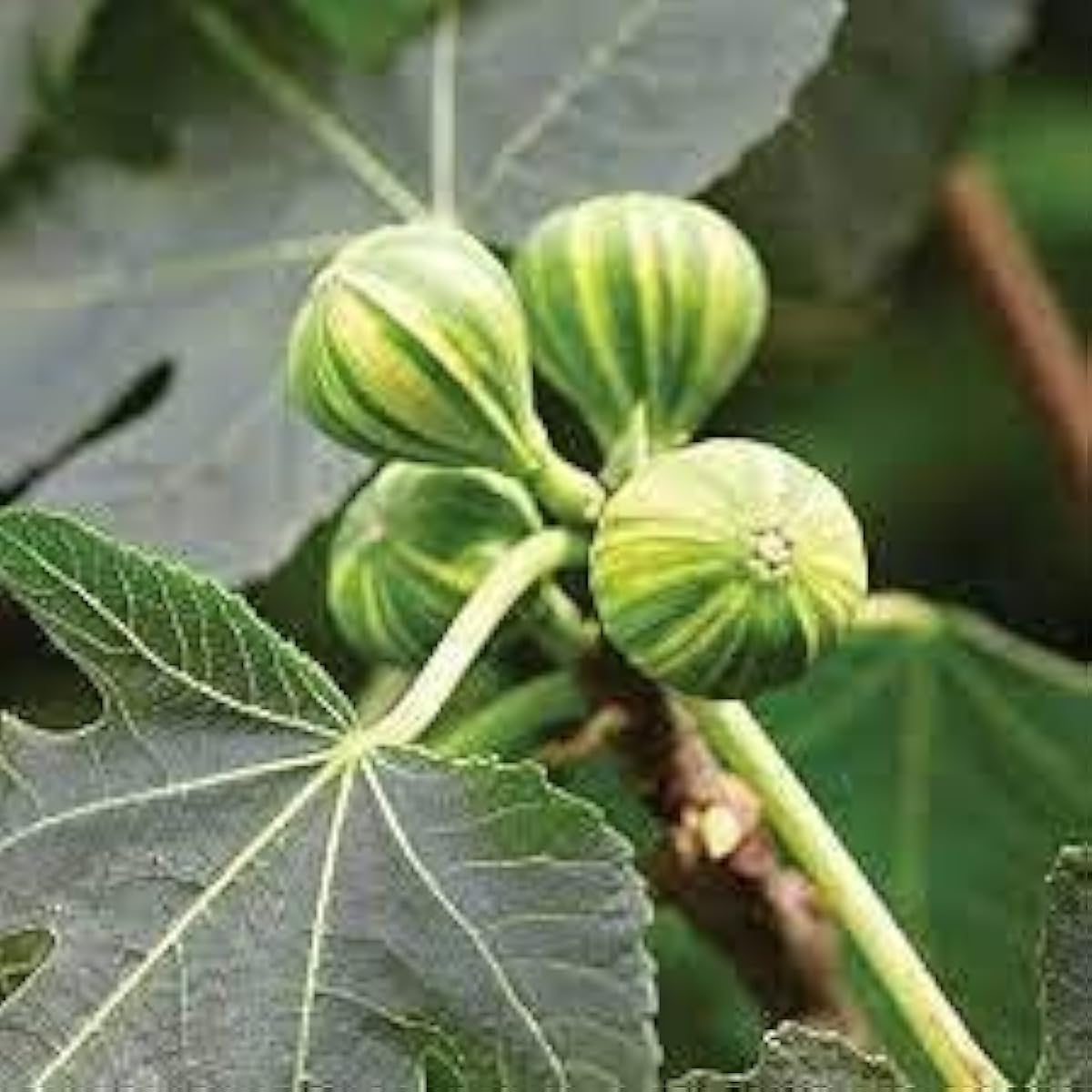 Tiger Stripe Fig Seeds Up to 50% Off