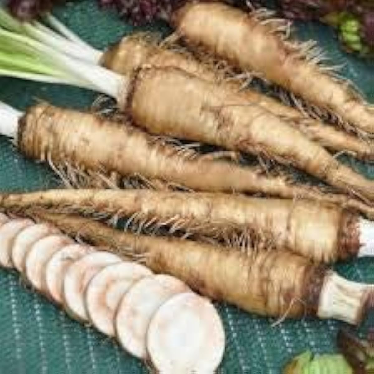 Russian Horseradish Seeds – White – up to 50%