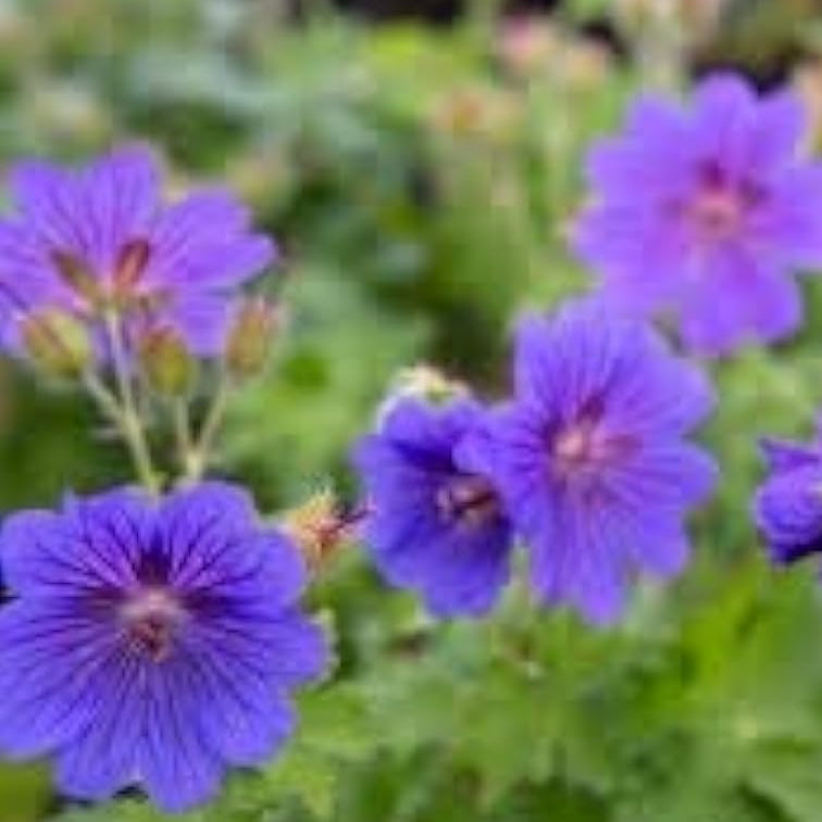 Cranesbill Geranium Seeds Up to 50% Off