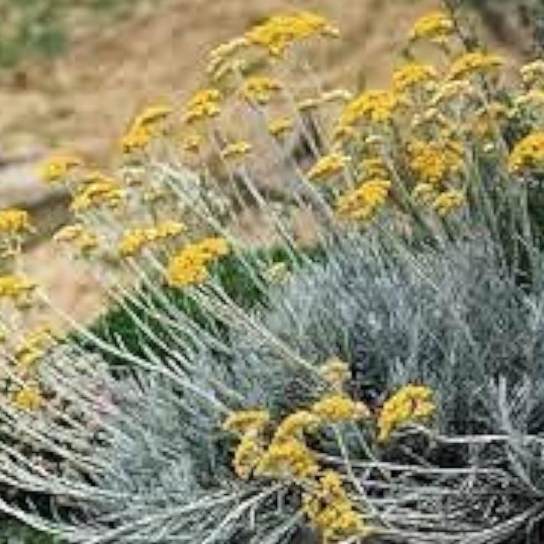 Curry Plant Herb Seeds Up to 50% Off