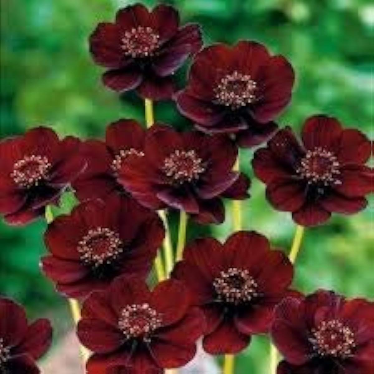 Chocolate Cosmos Flower Seeds up to 50%