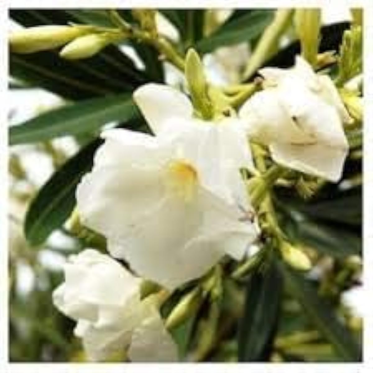 White Oleander Flower Seeds up to 50%