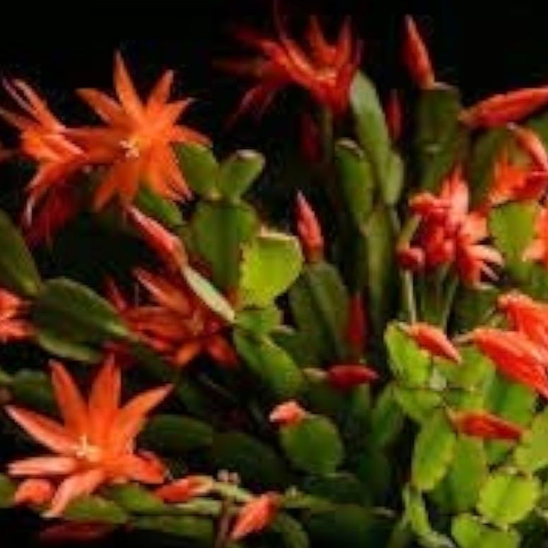 Orange Christmas Cactus Seeds up to 50%