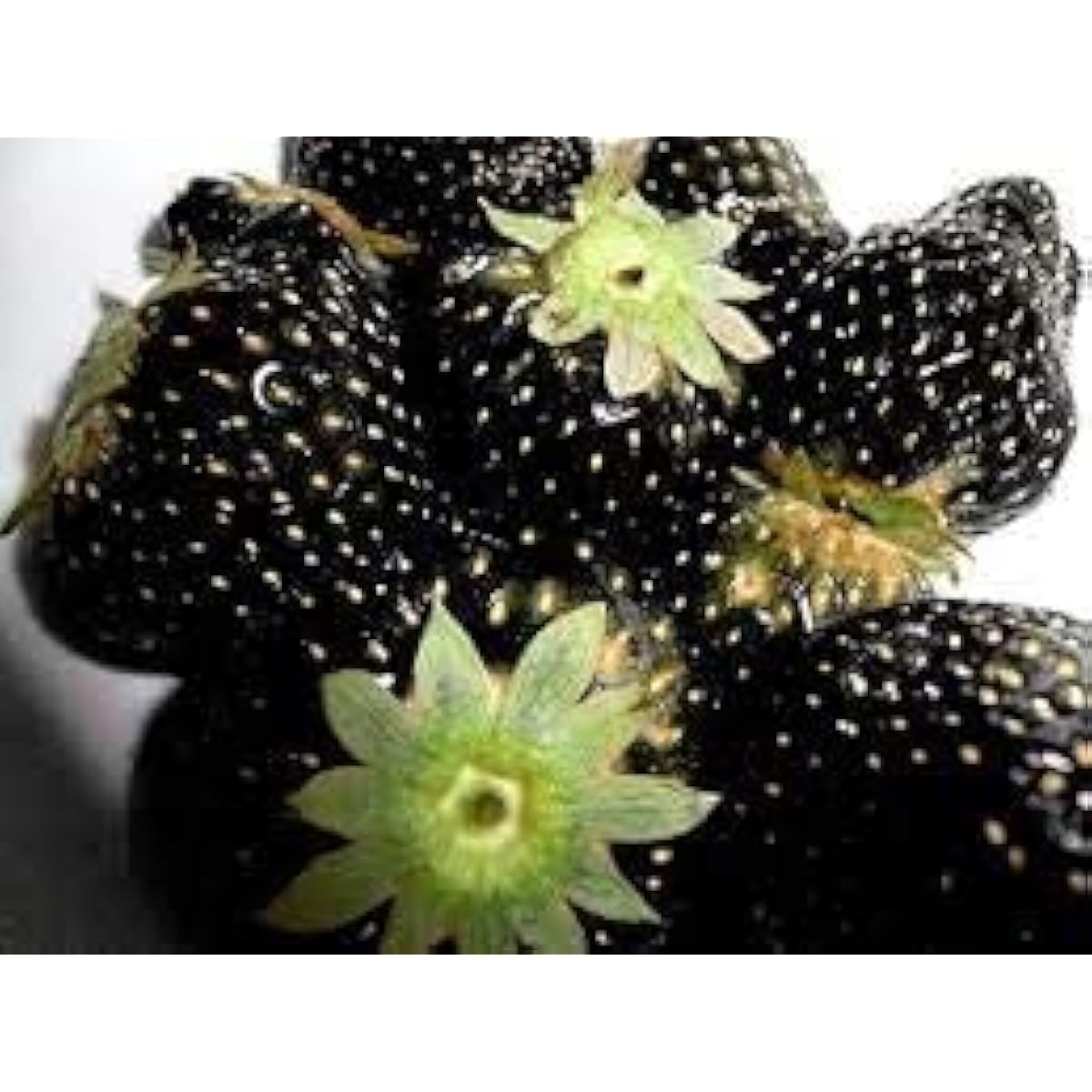 are strawberry seeds black Black Strawberry Seeds up to 50%