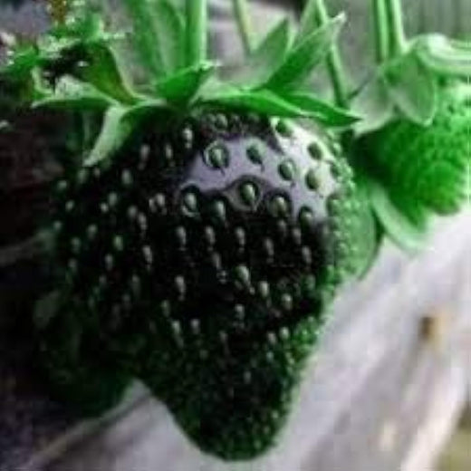 Black Strawberry Seeds