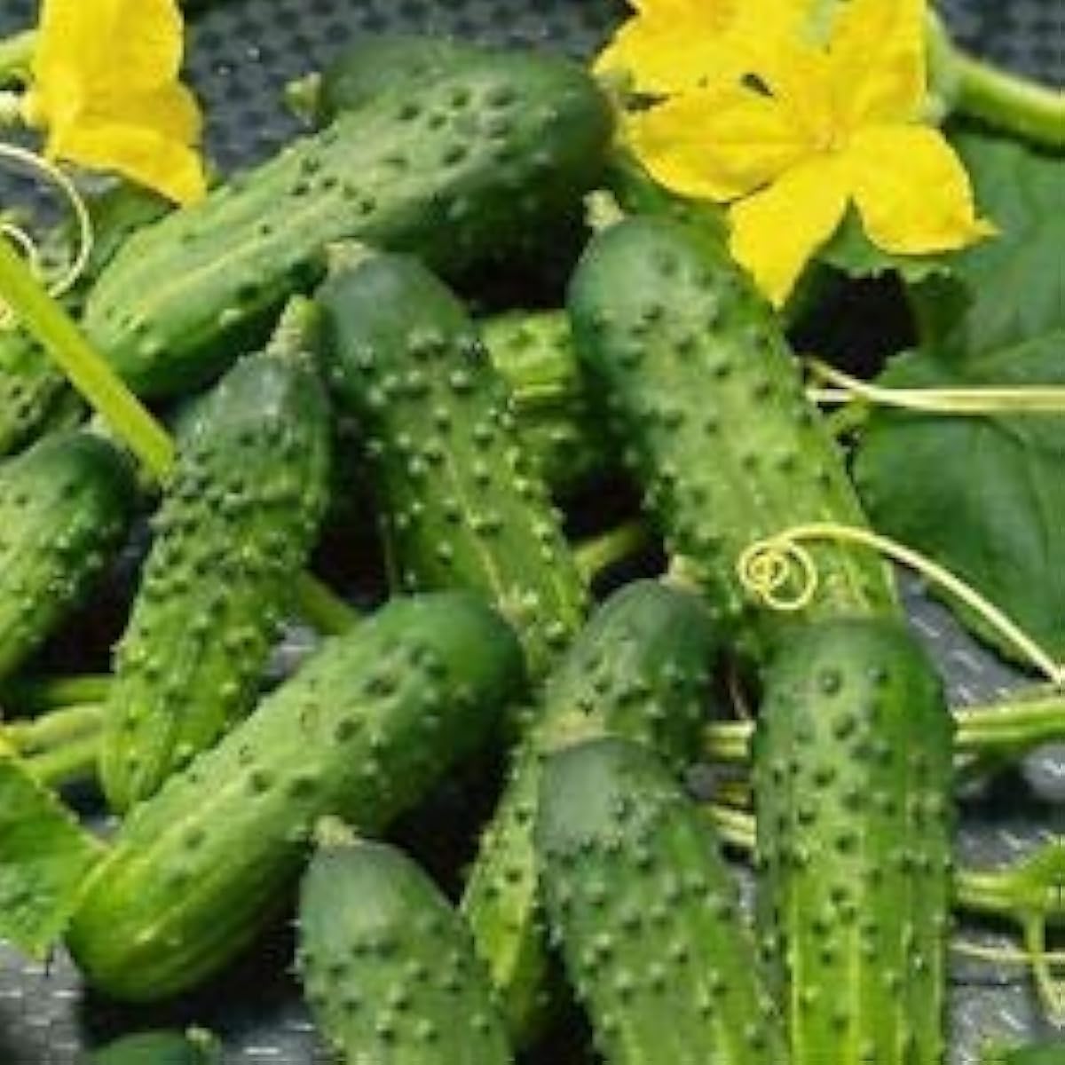 Podmoskovnyye Cucumber Seeds Up to 50% Off