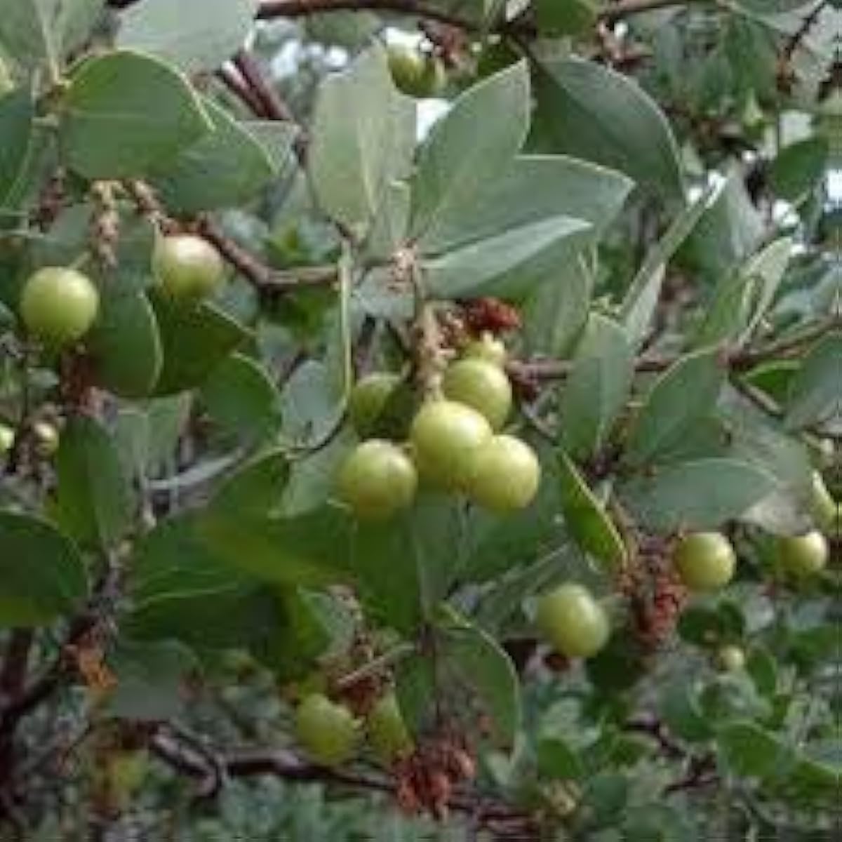 Whiteleaf Manzanita Seeds up to 50%