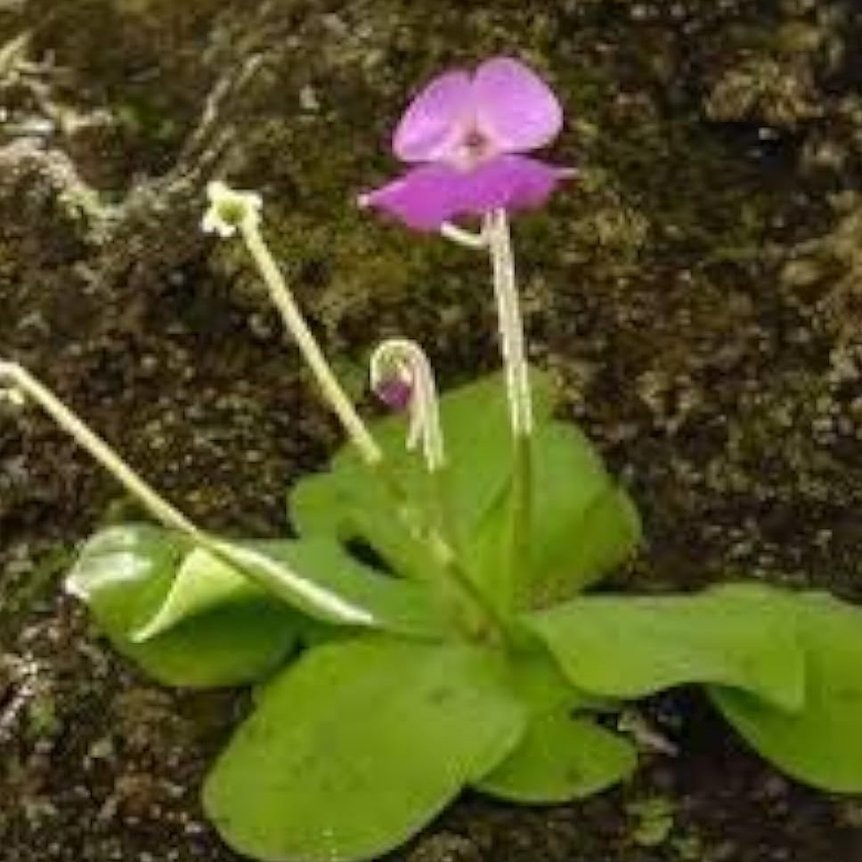 Purple Butterwort Seeds up to 50%