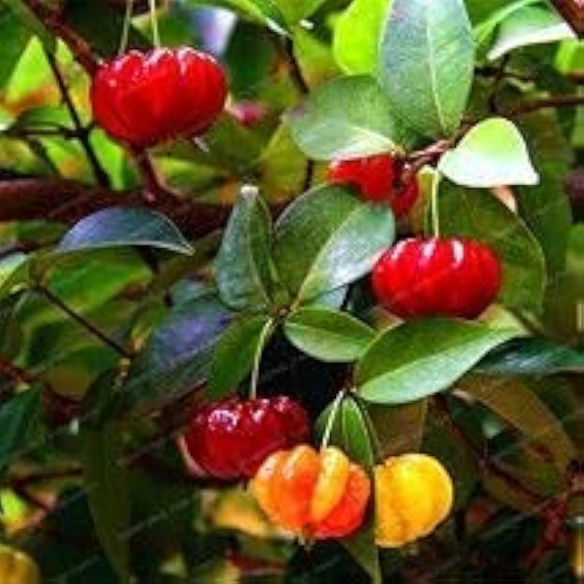 Pitanga Fruit Seeds Up to 50% Off