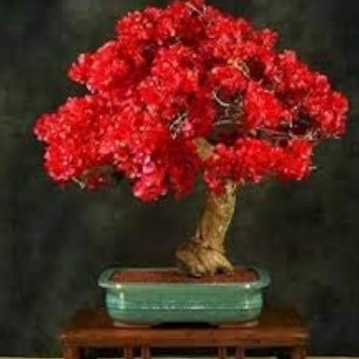 Red Bougainvillea Flower Seeds