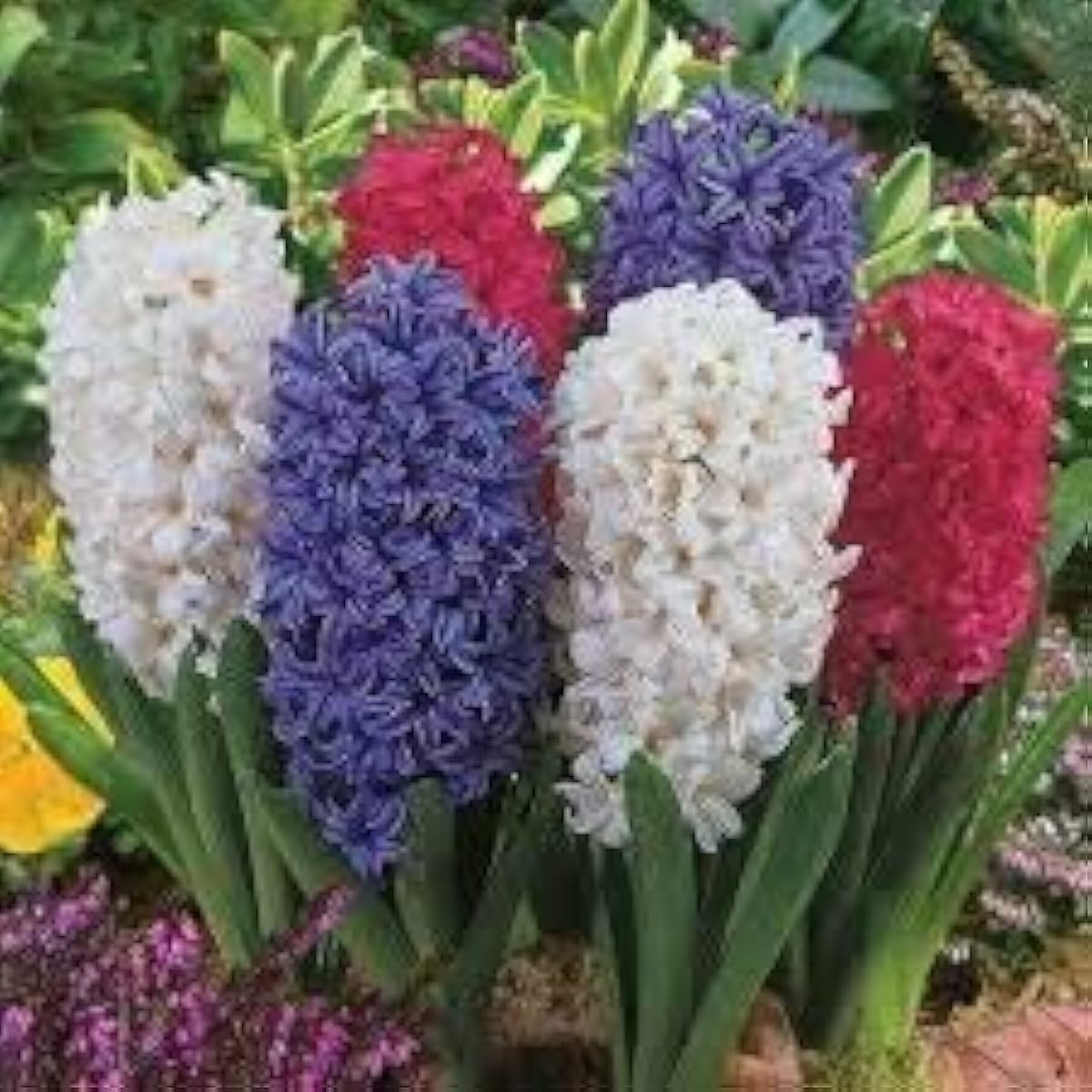 Mixed Hyacinth Seeds – up to 50%