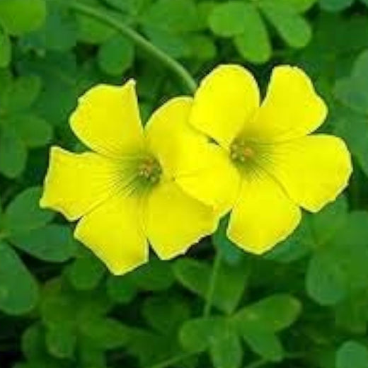 Yellow Wood Sorrel Seeds
