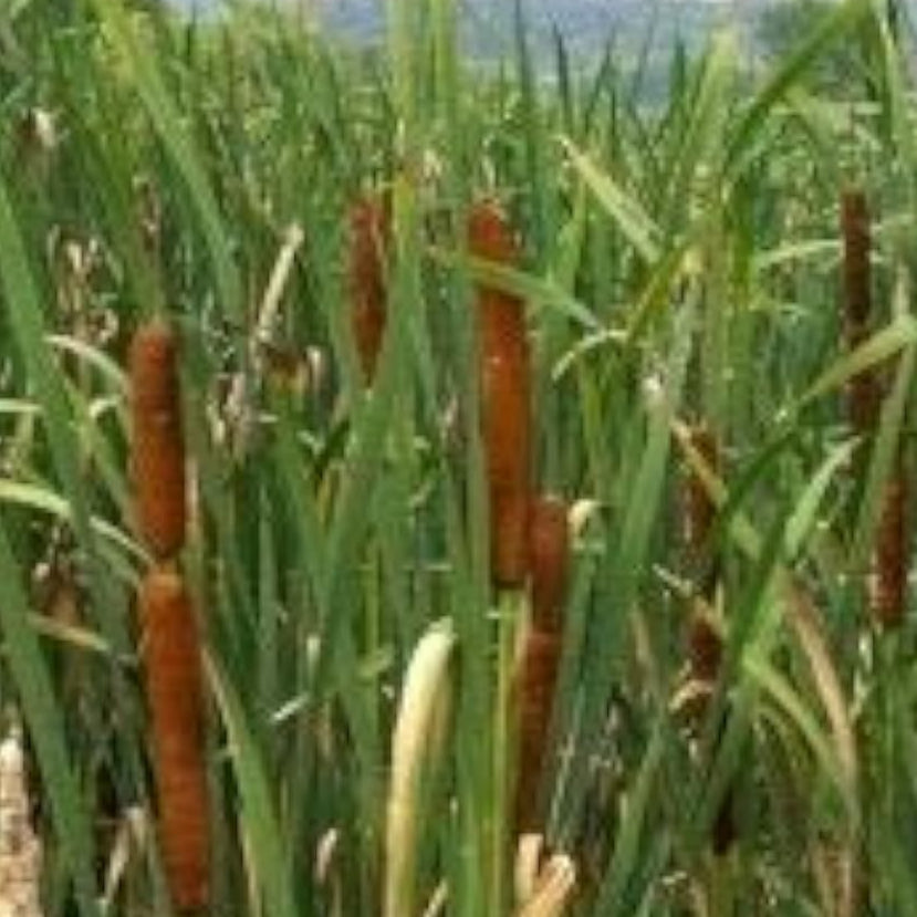 Dwarf Cattail Aquatic Seeds Up to 50% Off