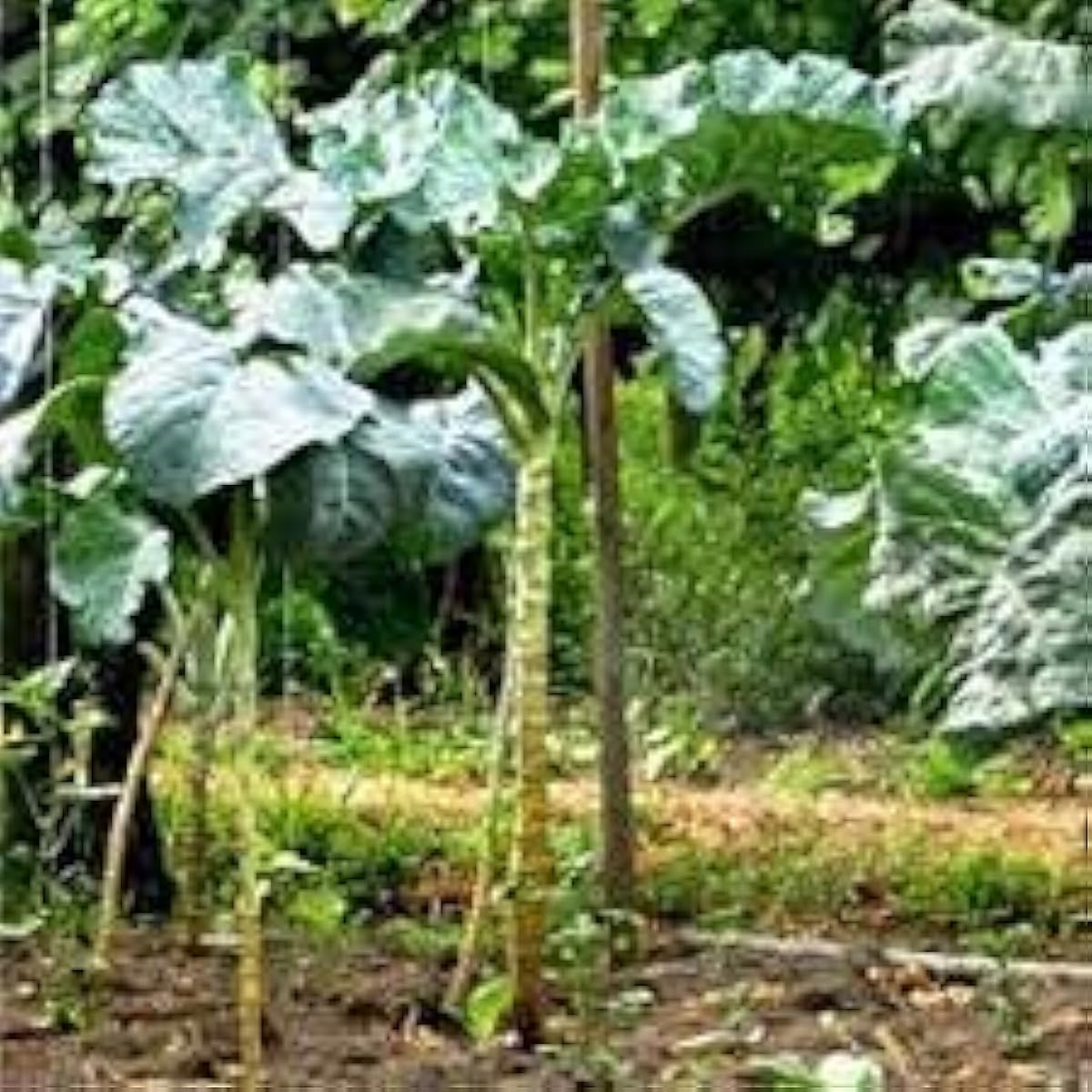 Walking Stick Kale Seeds Up to 50% Off