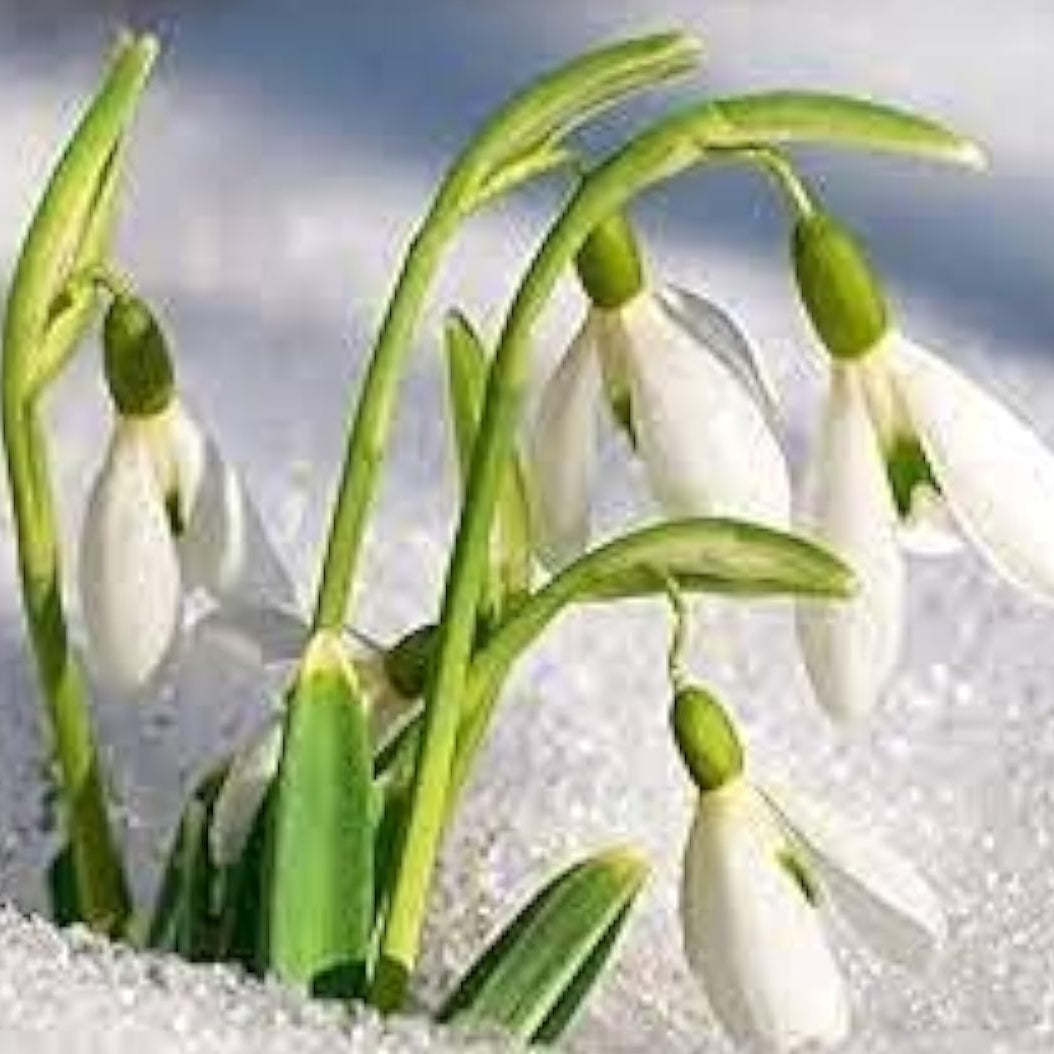 Galanthus Nivalis Snowdrop Seeds Up to 50% Off
