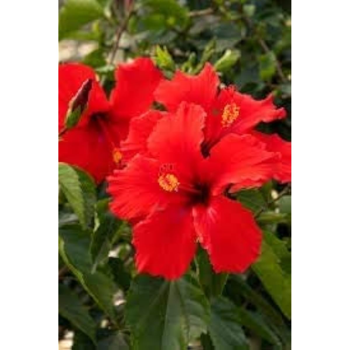Double Red Hibiscus Seeds Up to 50% Off