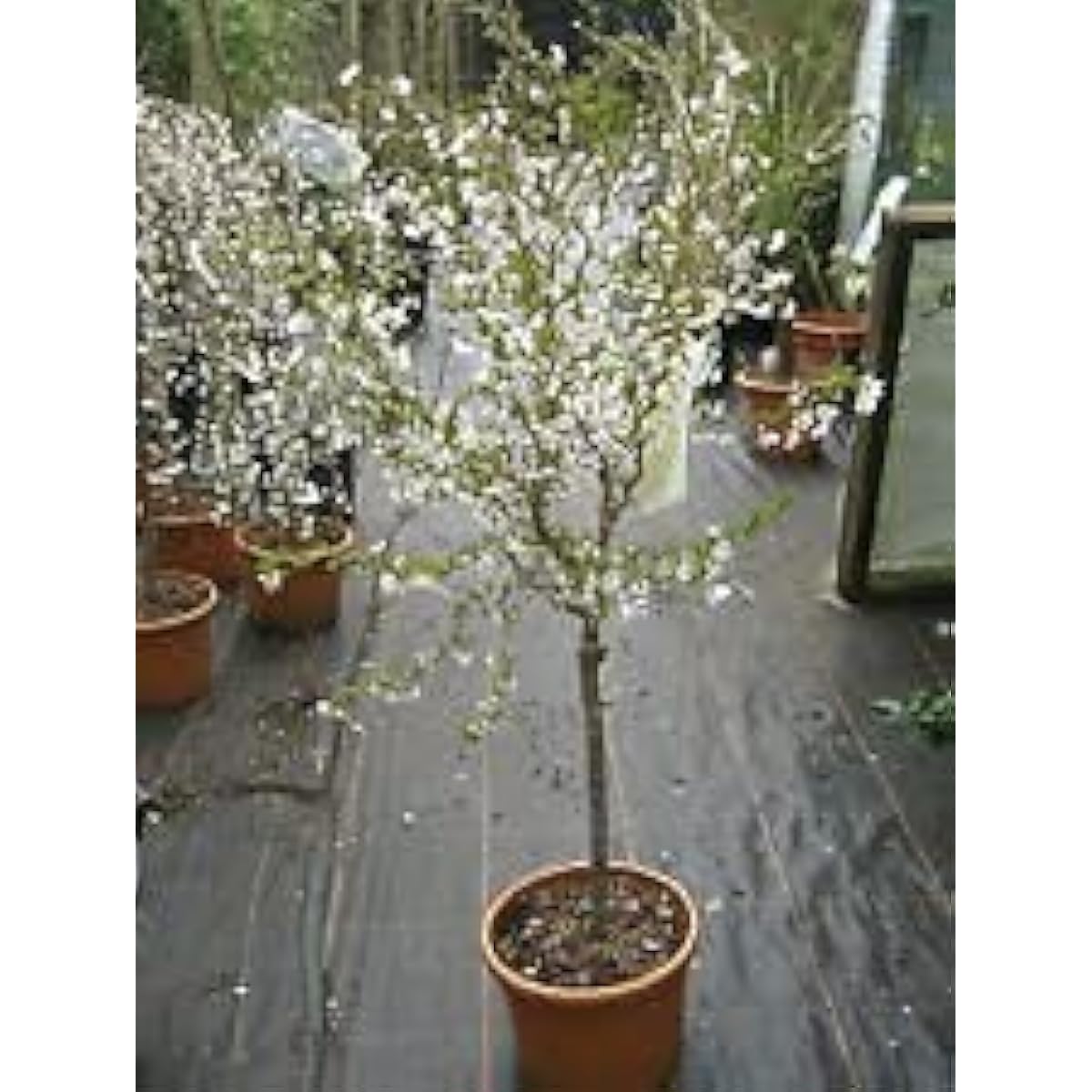 Dwarf Cherry Tree Seeds – Self-Fertile Fruit Tree for Indoor & Outdoor Planting – up to 50%