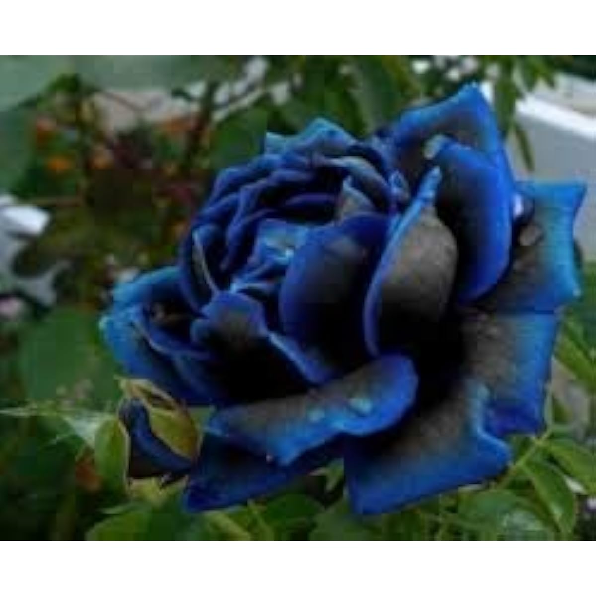 Midnight Supreme Rose Seeds prime day up to 50%