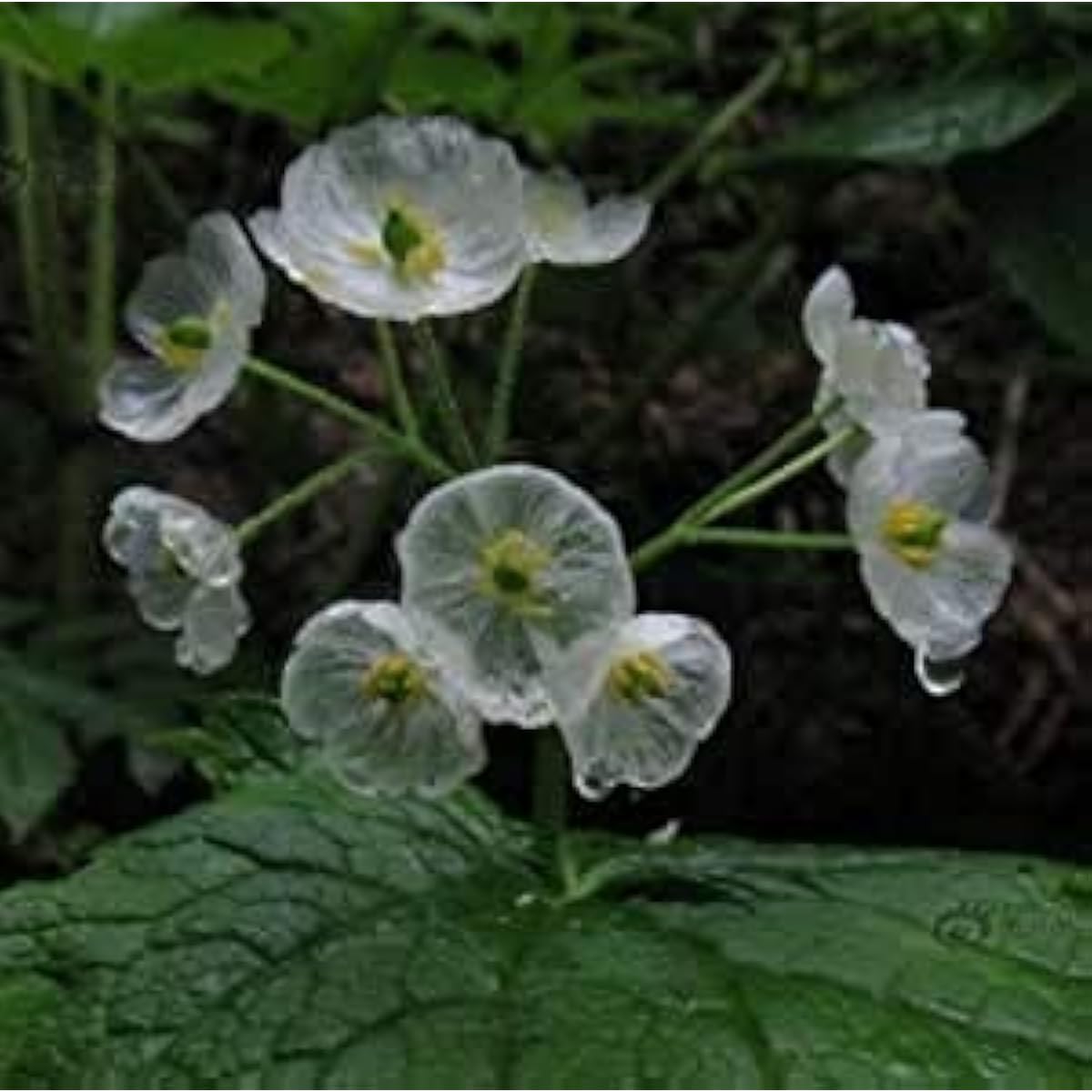 Skeleton Flowers Seeds – Unique Ornamental Blooms – Up to 50%