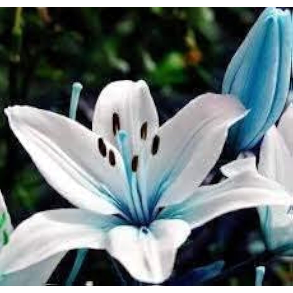 White Pink Lilium Seeds Up to 50% Off