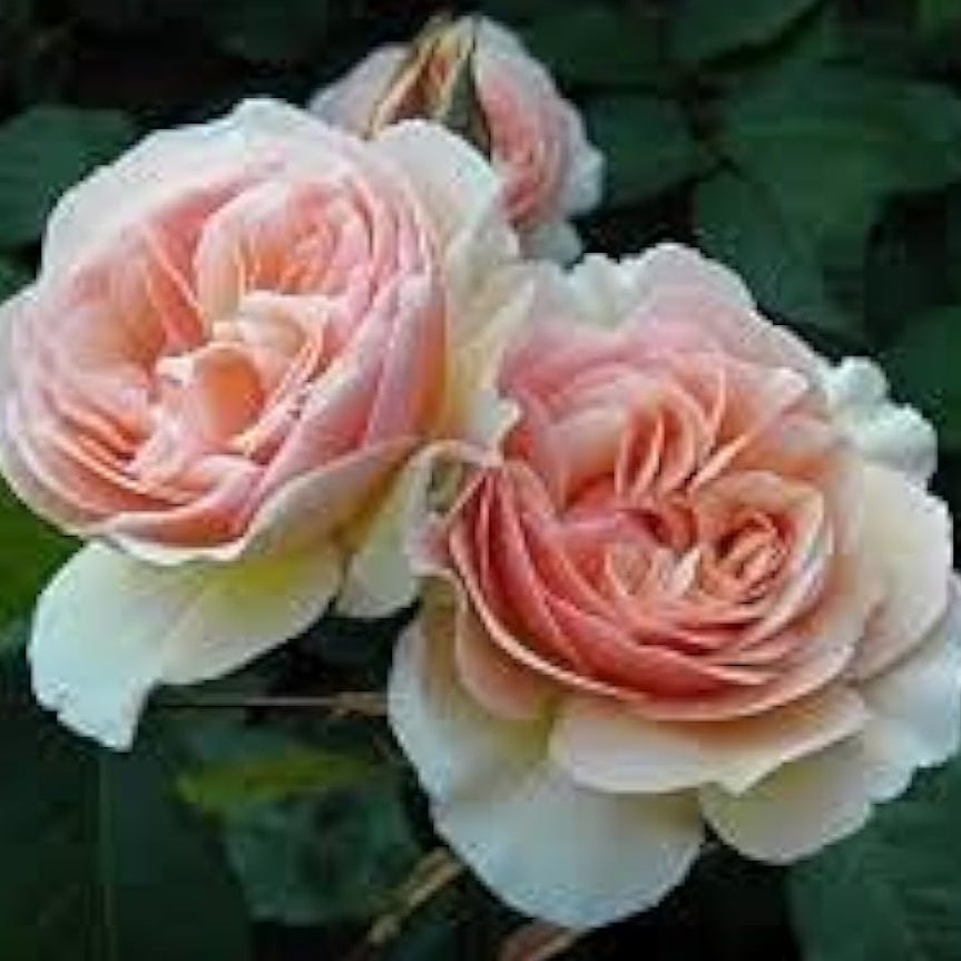 Juliet Rose Seeds Up to 50% Off
