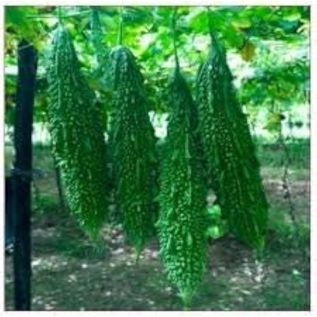 Green Bitter Melon Seeds Up to 50% Off