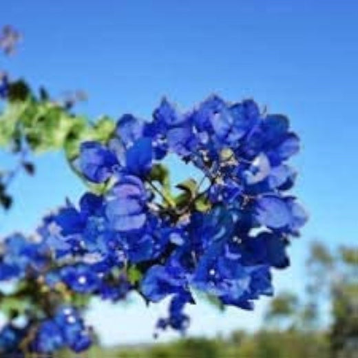 Blue Bougainvillea Seeds