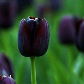 Black Tulip Flower Seeds