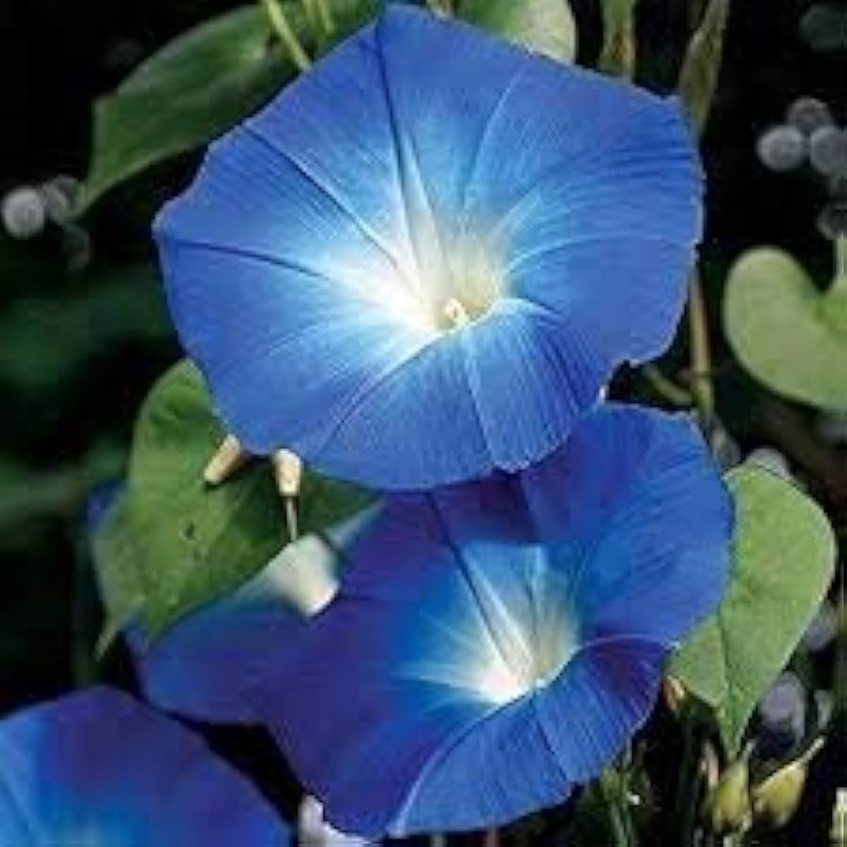 Giant Blue Moonflower Seeds Up to 50% Off