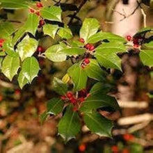 American Holly Seeds