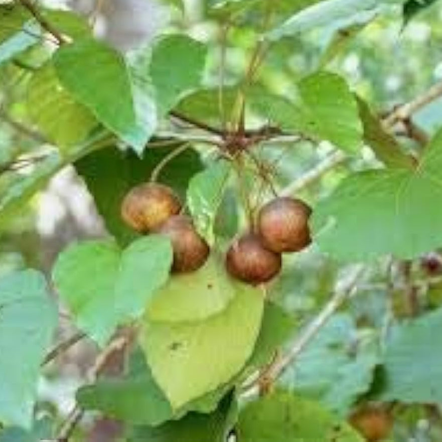 Tung Oil Tree Seeds Up to 50% Off