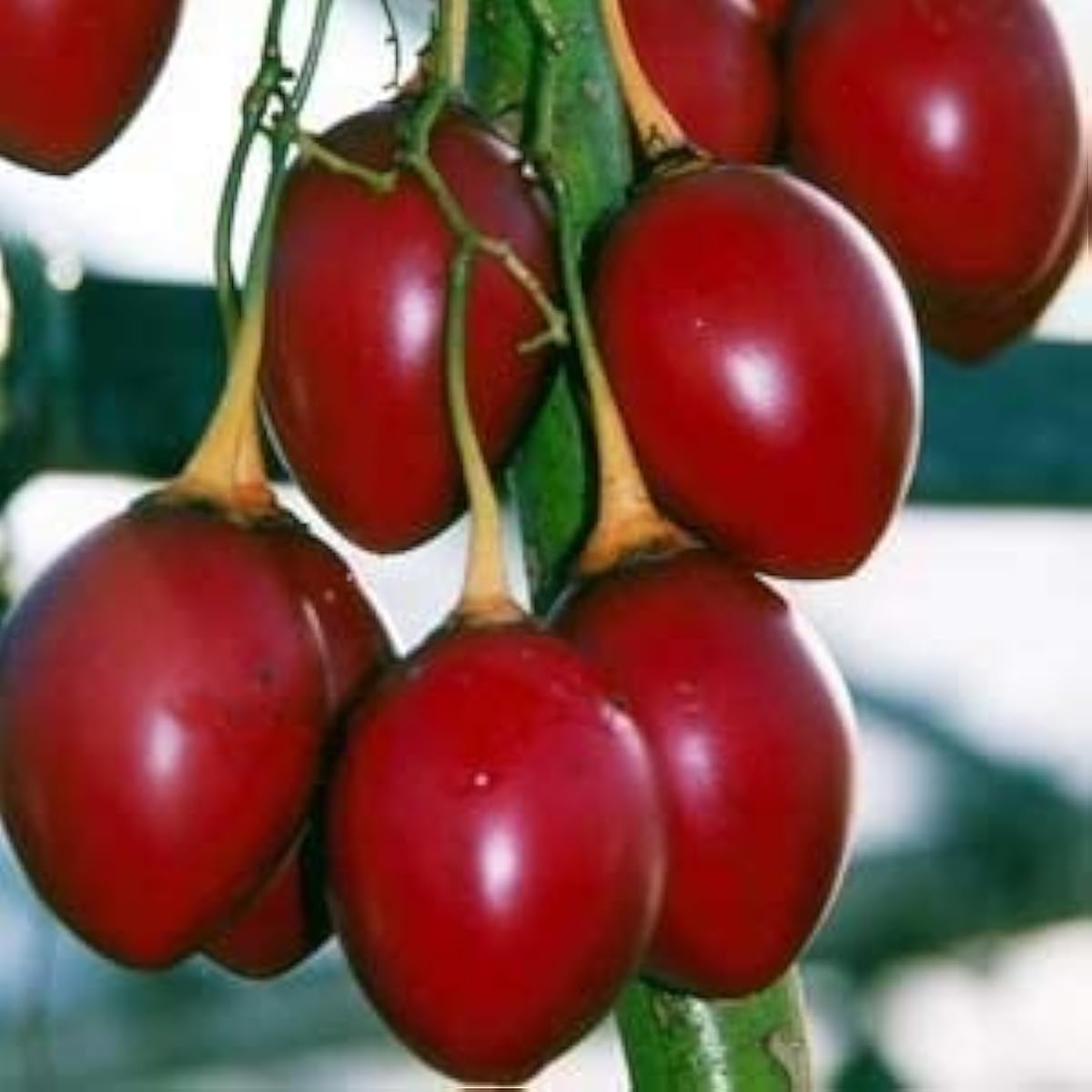 Tamarillo Plant Seeds Up to 50% Off